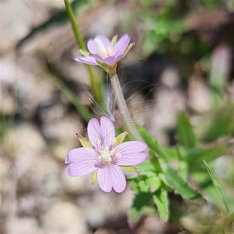 willowherbs in December 2023 by Anthony Wilson · iNaturalist