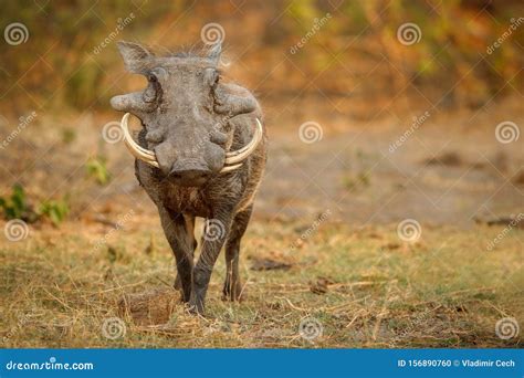 Great African Warthog in Nature Habitat Stock Photo - Image of closeup ...