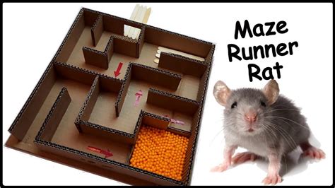 Maze Experiment with Rat 🐀 | Bhool Bhulaiyaa - YouTube