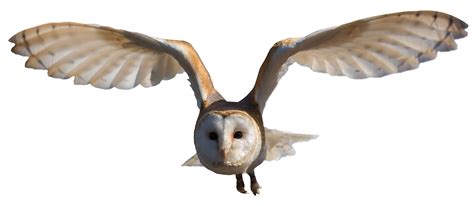 Képtalálat a következőre: „bird flying png” | Barn owl, Owl, Owl png