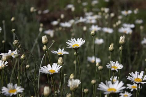 Pyrethrum: The foundation of KAPI - Kapi Limited