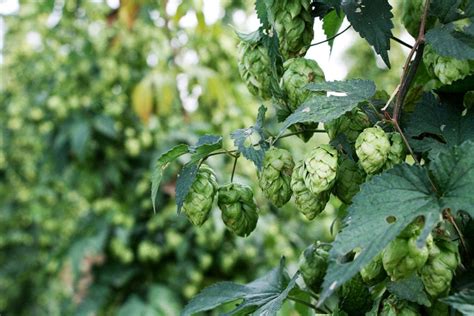 The Magic of Hop Harvest - Imbibe Magazine