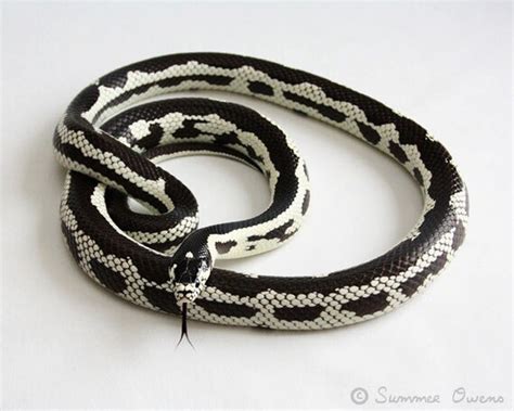 Snake Photography California King Snake Black and by summerowens