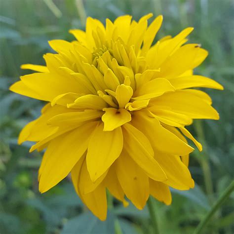 Rudbeckia laciniata 'Hortensia' - The Plantsman's Preference