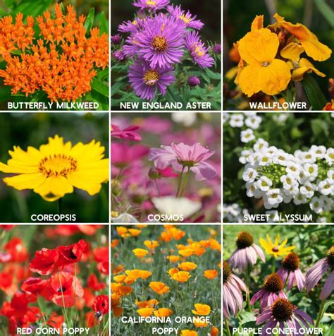 400+ Wildflower Mix Annual Perennial BEE MIX Collection Attract Bees 19 ...