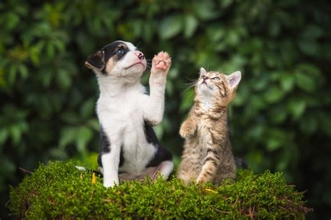 How to Raise a Puppy & Kitten Together - What It Is & What To Do