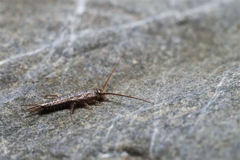 Are Silverfish Harmful to People? – Aptive Environmental