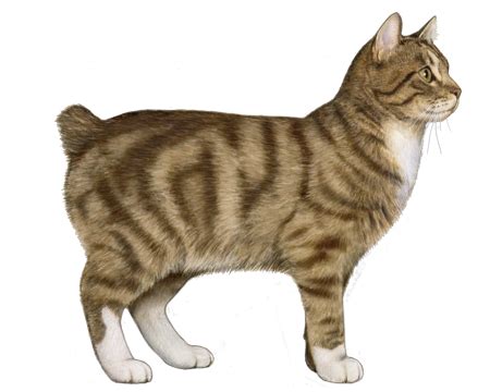 Manx Facts - Wisdom Panel™ Cat Breeds