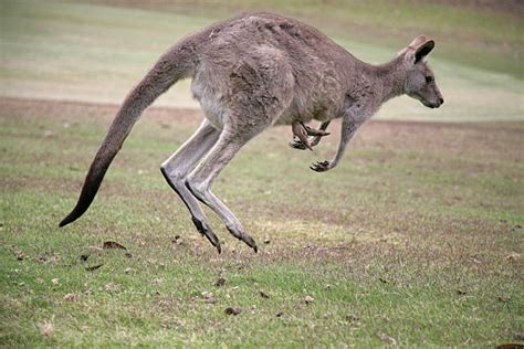 Kangaroo Bouncing Stock Photos, Pictures & Royalty-Free Images - iStock