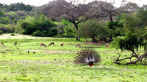 Wildlife In Sri Lanka: Discovering Biodiversity Hotspots - MaRadha Colombo