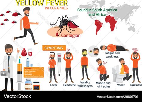 Yellow fever infographic elements symptoms Vector Image