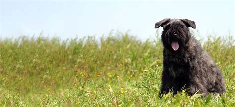 Bouvier des Flandres Adoption: Bouvier des Flandres Puppies For Sale ...