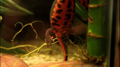 Where Do Newts Lay Eggs? - AMPHIPEDIA