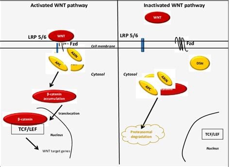 The activated and inactivated WNT/β-catenin pathway. At the ...