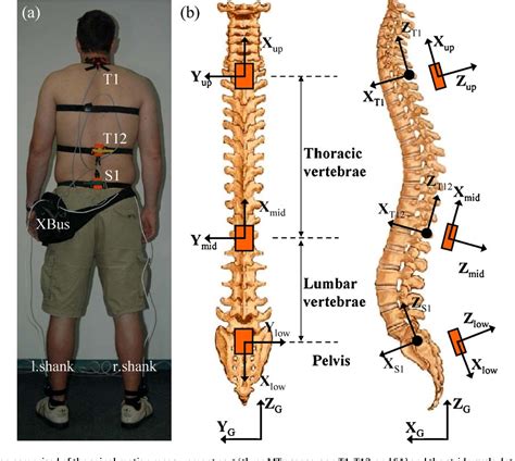 Figure 1 from Comparison of 3D spinal motions during stair-climbing ...