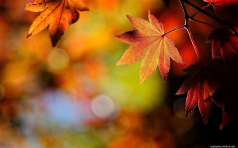 Fall Leaves Wallpapers - Wallpaper Cave