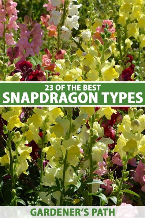 23 of the Best Snapdragon Varieties to Grow at Home