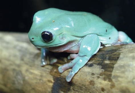 White's Treefrogs - Reptiles Magazine