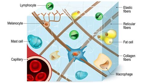 Describe the Structure and Function of the Connective Tissue Matrix