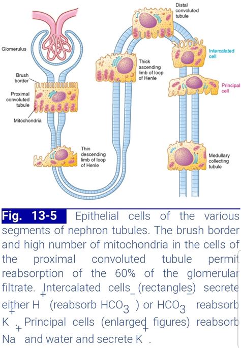 Cells of nephron tubules | Loop of henle, Cell transport, Mitochondria