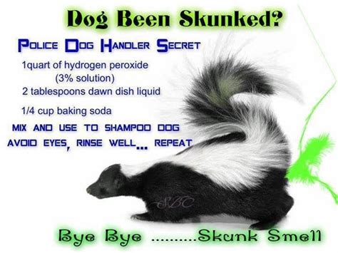 Skunk bath recipe | Skunk smell, Dog shampoo, Dog skunk