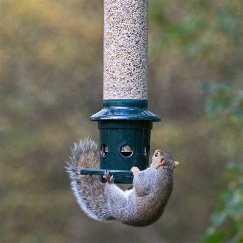 The Best Squirrel-Proof Bird Feeders and 12 Tips That Work - Birds and ...