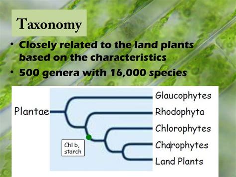 Chlorophyta