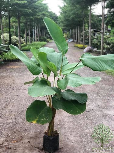 Calathea Lutea | Mother Earth Gardens