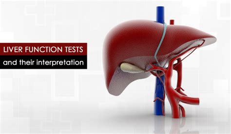 Liver Function Tests: Purpose, Procedure, and Risks – Education Career