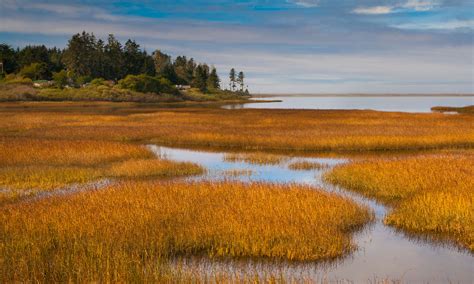 Coastal Marsh | Shutterbug