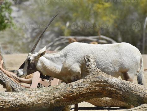 Arabian Oryx With Very Long Straight Horns 9600018 Stock Photo at Vecteezy