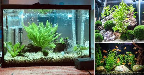 15 Creative Fish Tank with Plants Ideas | Balcony Garden Web