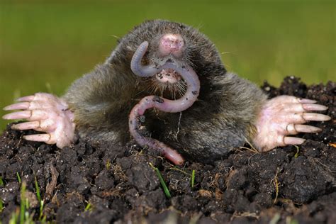 How to Get Rid of Moles | GardensAll