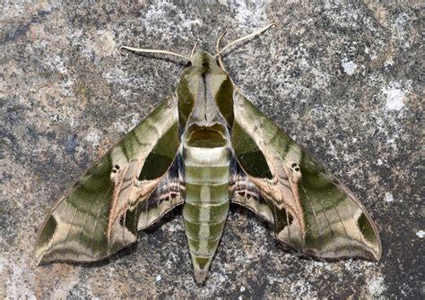 Pandora Sphinx Moth: Identification, Life Cycle, Facts & Pictures