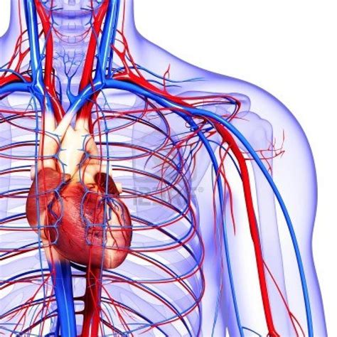 Circulatory System