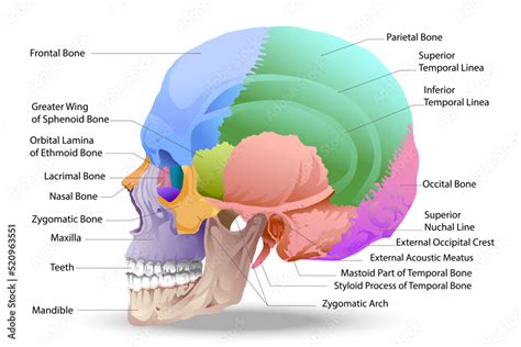 Vettoriale Stock bones of the skull Skull bones, individual bones and ...