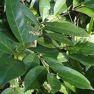 Medicinal Plants Kerala: Salacia reticulata / Salaretin / Ekanayakam ...