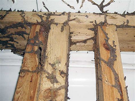 Do Termites Spread From House To House? – Chem Free