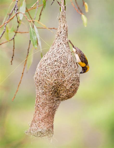 Baya Weaver Bird -Building nest - a photo on Flickriver