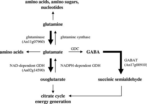 Glutamate Metabolism Pathway