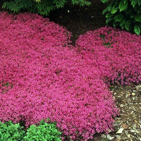 Creeping Thyme Seeds - Magic Carpet - Thymus Serpyllum- Perennial ...