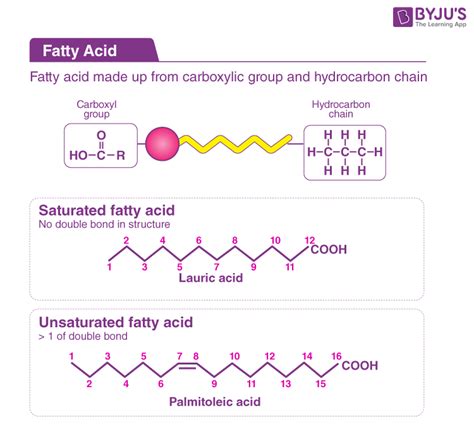 Chemical Makeup Of Fatty Acids - Mugeek Vidalondon