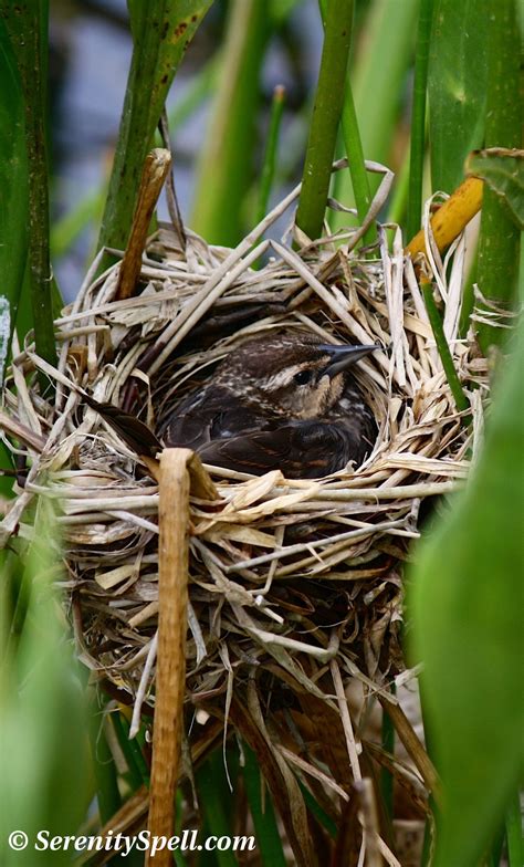 Nesting Female Red-winged Blackbird, Florida Wetlands | Bird nest ...