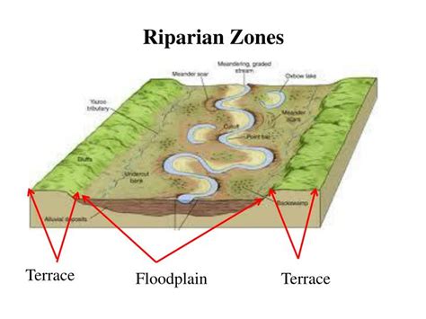 PPT - Wetlands: Riparian Vegetation PowerPoint Presentation - ID:3481168