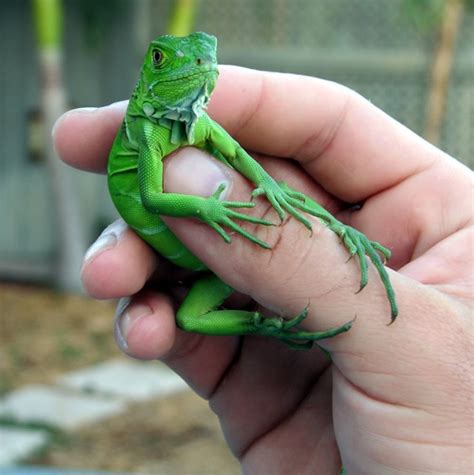 Baby iguana. | Iguana verde, Iguanas, Reptiles y anfibios