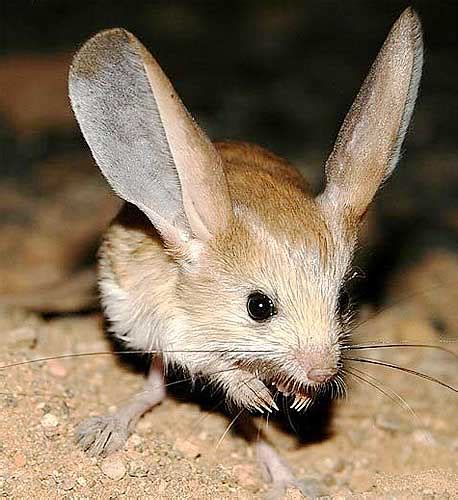 Jerboas - Long-legged, hopping desert rodents | Animal Pictures and ...