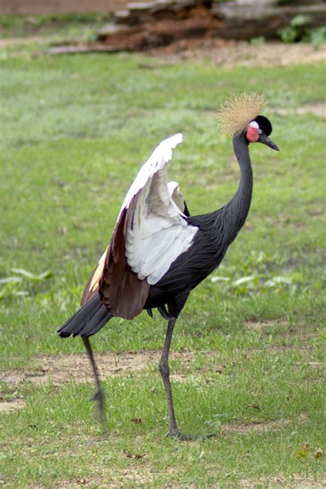 West African Crowned Crane - Potawatomi Zoo