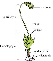 funaria | Biology plants, Biology facts, Plant science