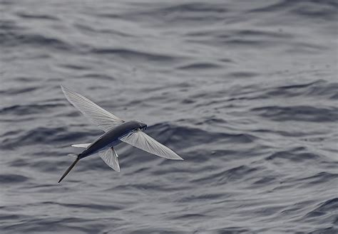 Flying fish: Real fish, but not really flying | Live Science