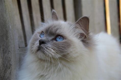 Ragdoll Cat Personality: 12 Characteristics That Make Them Even Cuter I ...